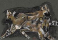 Painted Dogs